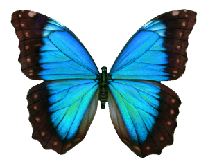 Blue butterfly png